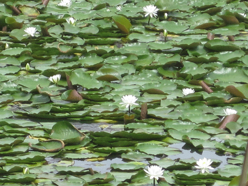 f:id:mikota_junichi_jcp:20110831201357g:image