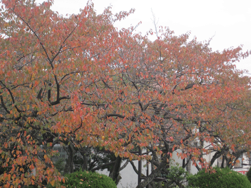 f:id:mikota_junichi_jcp:20111118172419g:image