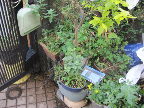 f:id:mikota_junichi_jcp:20111120222635g:image f:id:mikota_junichi_jcp:20111120222635g:image