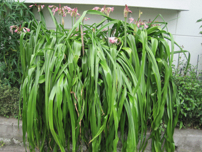 f:id:mikota_junichi_jcp:20120702000902g:image