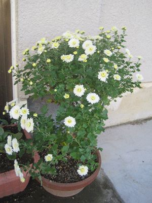 f:id:mikota_junichi_jcp:20121116213948g:image