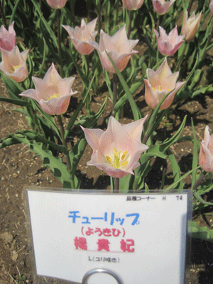 f:id:mikota_junichi_jcp:20130506215448g:image