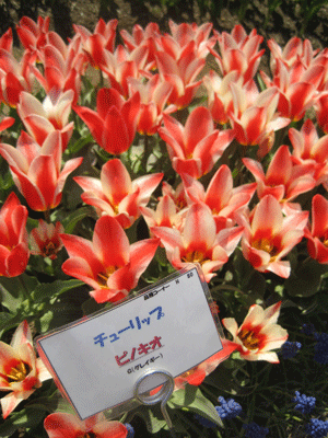 f:id:mikota_junichi_jcp:20130506215449g:image