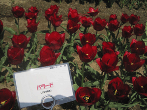 f:id:mikota_junichi_jcp:20130506215450g:image