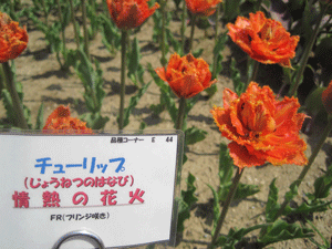 f:id:mikota_junichi_jcp:20130506215451g:image