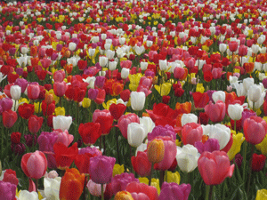 f:id:mikota_junichi_jcp:20130506215453g:image