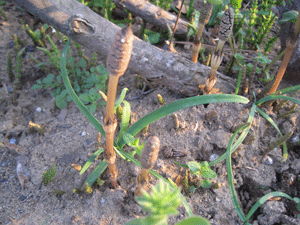 f:id:mikota_junichi_jcp:20140328220844g:image