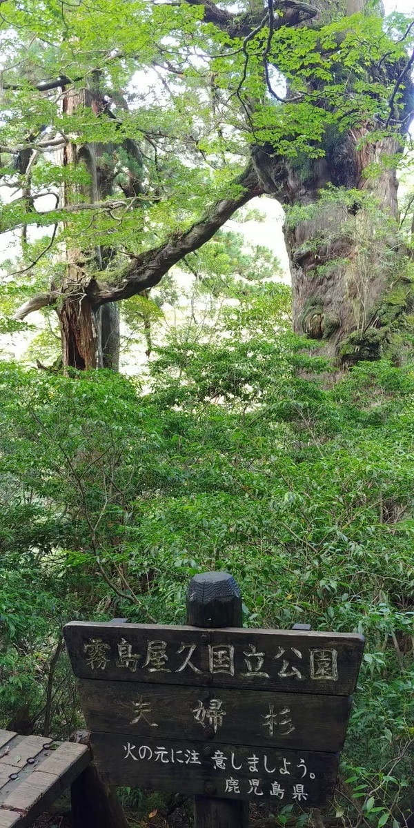 f:id:miku778:20200510223816j:plain f:id:miku778:20200510223816j:plain