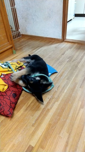 No 2 うちの子記念日から明日で2週間 好きだから好き