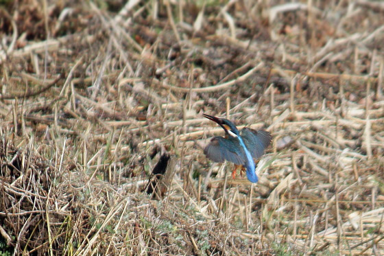 250mmと300mmで野鳥を撮影してみました^^ - 虹色フォーカスannex