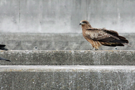 250mmと300mmで野鳥を撮影してみました^^ - 虹色フォーカスannex