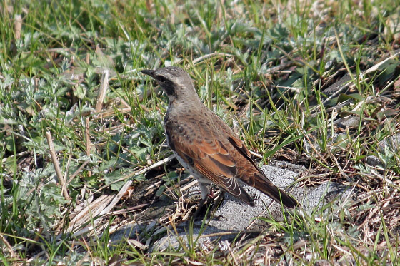 250mmと300mmで野鳥を撮影してみました^^ - 虹色フォーカスannex