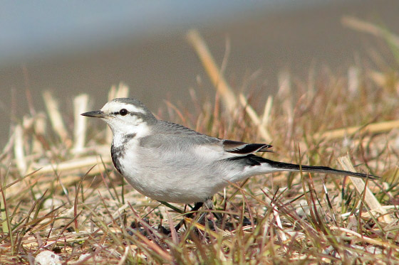 250mmと300mmで野鳥を撮影してみました^^ - 虹色フォーカスannex