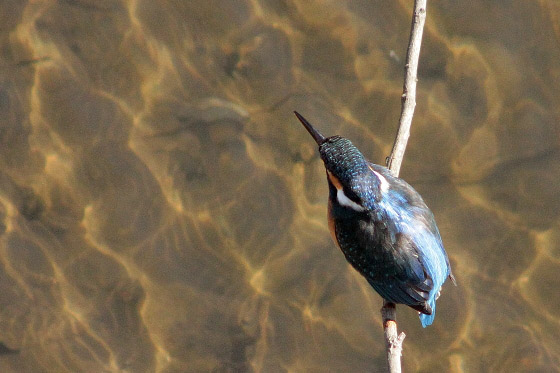 250mmと300mmで野鳥を撮影してみました^^ - 虹色フォーカスannex