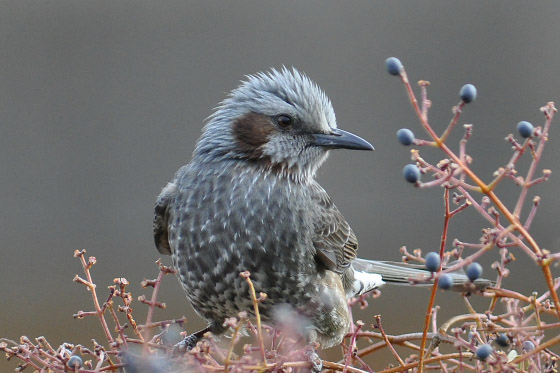 野鳥 ヒヨドリ ハッカチョウ ムクドリ 虹色フォーカスannex