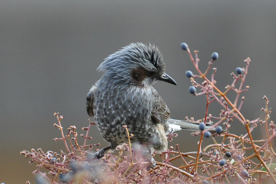 野鳥 ヒヨドリ ハッカチョウ ムクドリ 虹色フォーカスannex