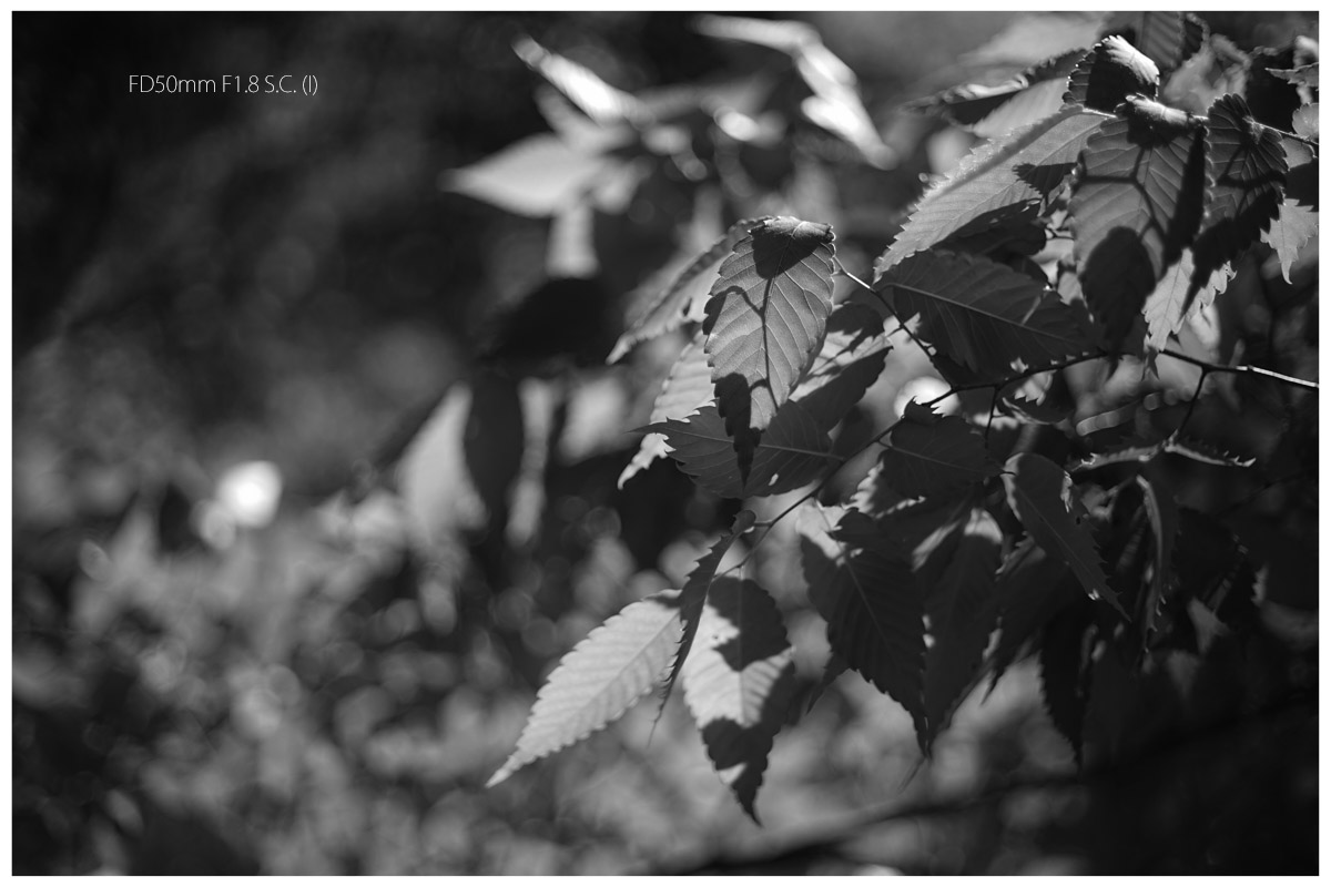 Canon fd 50mm f/1.8 fd単焦点レンズ 作例あり Canon fd 50mm f/1.8 fd単焦点レンズ 作例あり Canon fd 50mm f/1.8