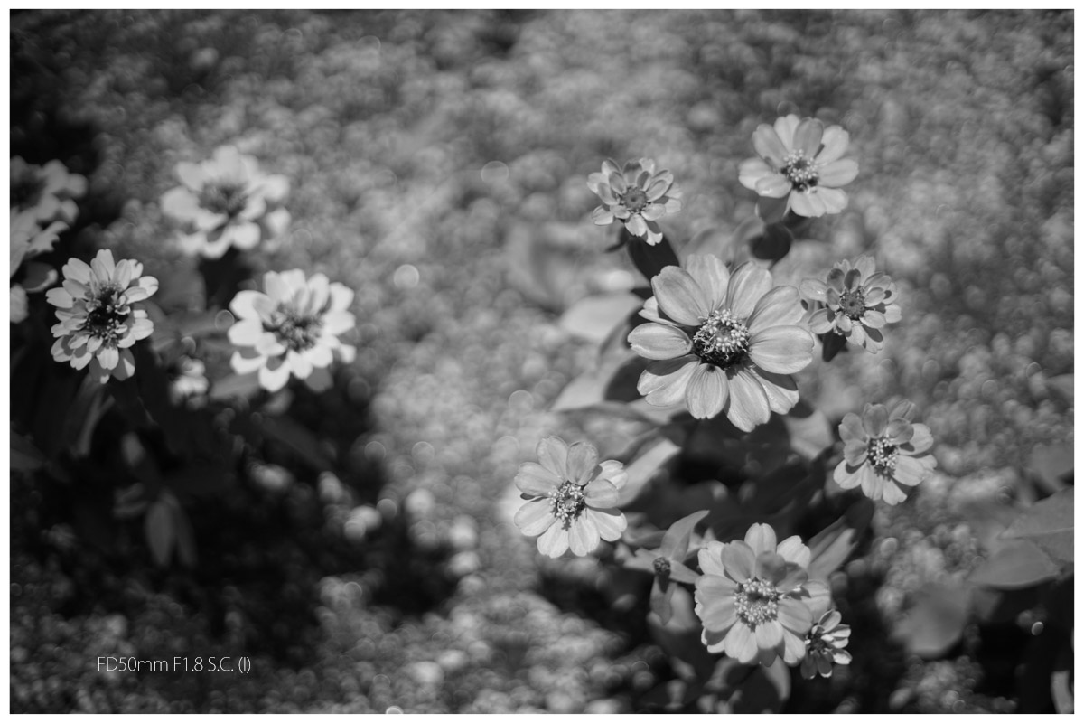 Canon fd 50mm f/1.8 fd単焦点レンズ 作例あり オールドレンズ】レビュー：CANON FD 50mm F1.8 手軽に安価な