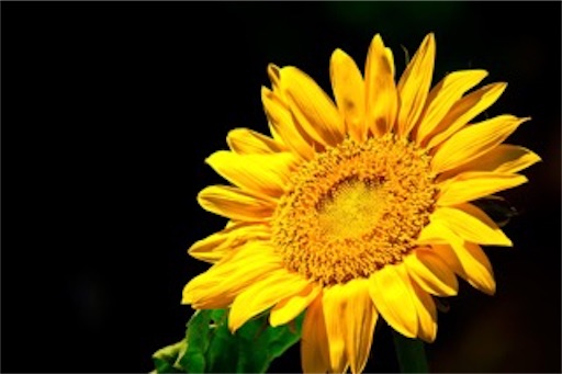 f:id:mikumama:20151231081707j:image f:id:mikumama:20151231081707j:image