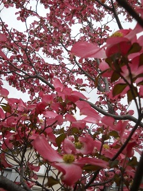 f:id:mikutyan:20110712095741j:image