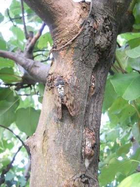 f:id:mikutyan:20110720063928j:image