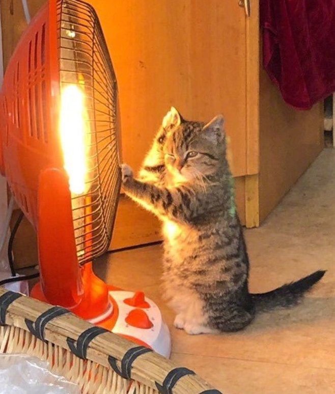 癒しの猫画像