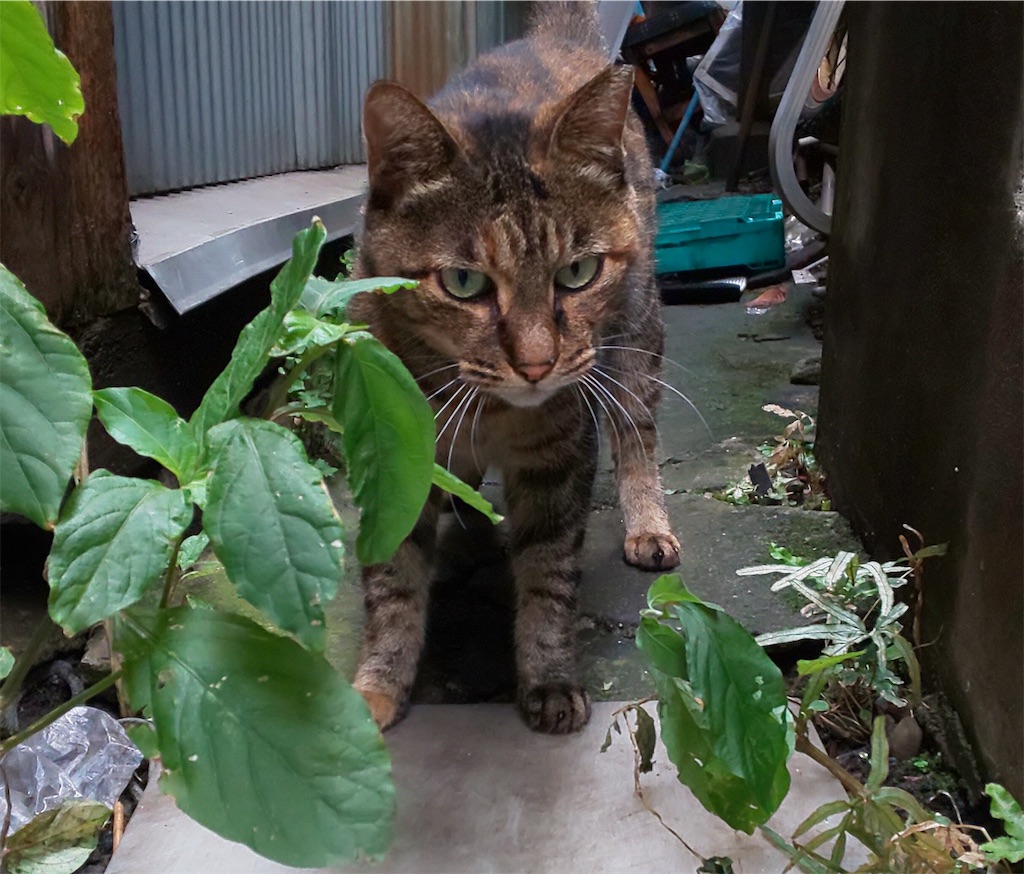 f:id:mikyo-ya:20190909112357j:image f:id:mikyo-ya:20190909112357j:image