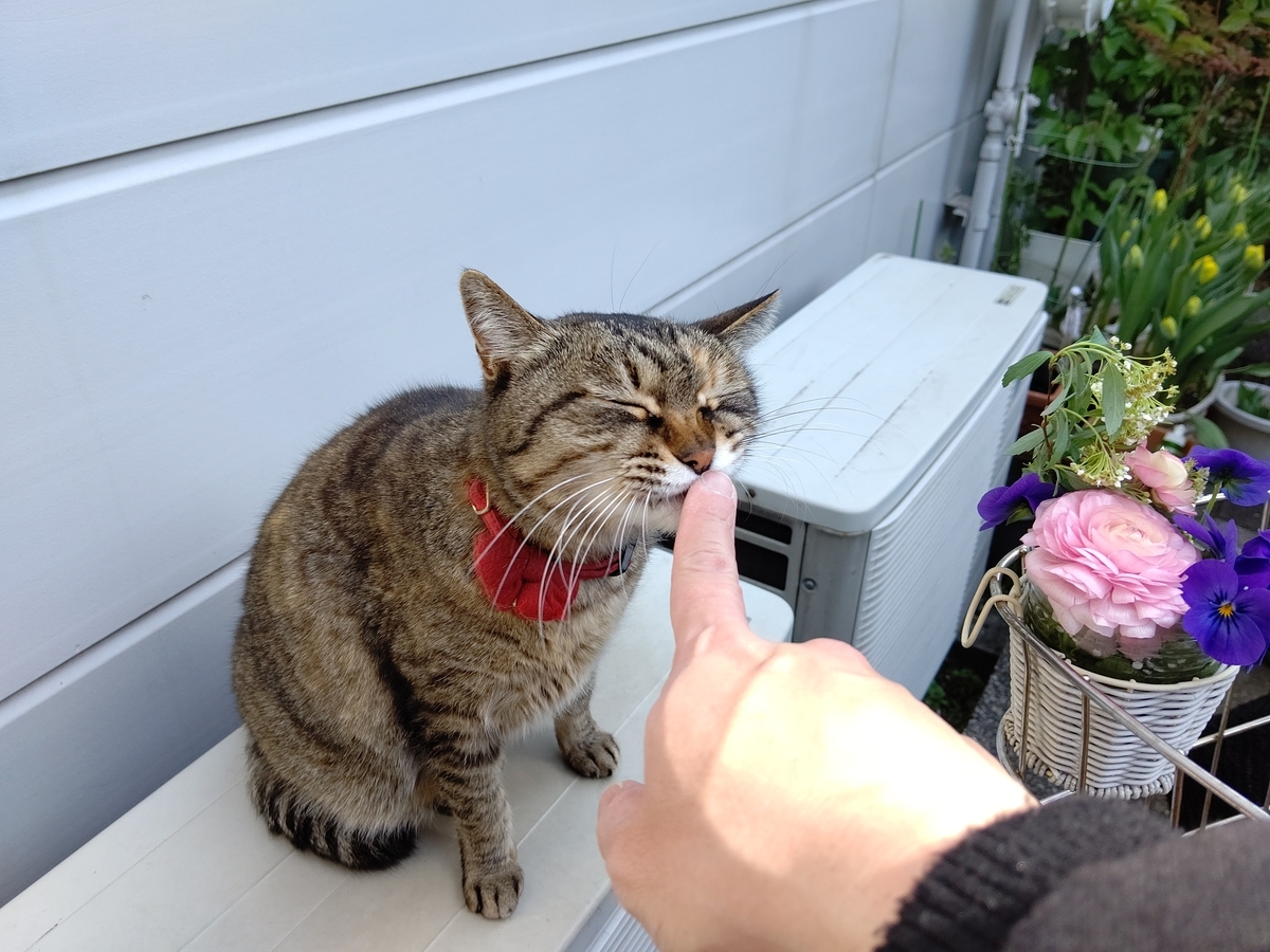f:id:mikyo-ya:20200323110058j:plain f:id:mikyo-ya:20200323110058j:plain