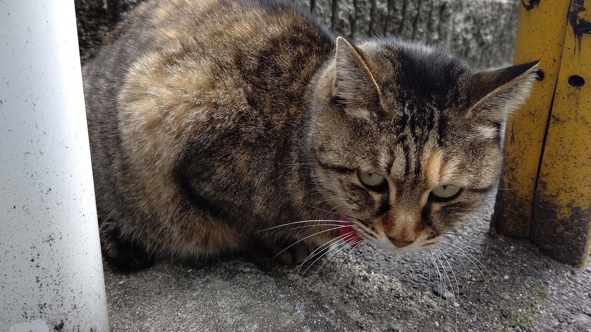 f:id:mikyo-ya:20201113110432j:plain