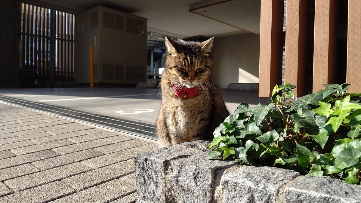 f:id:mikyo-ya:20201127104652j:plain