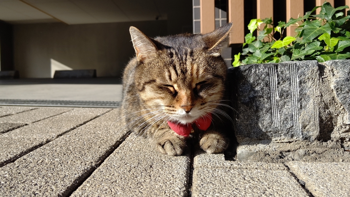 f:id:mikyo-ya:20201127105023j:plain
