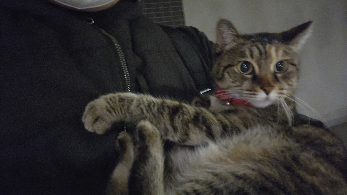 f:id:mikyo-ya:20201211111058j:plain