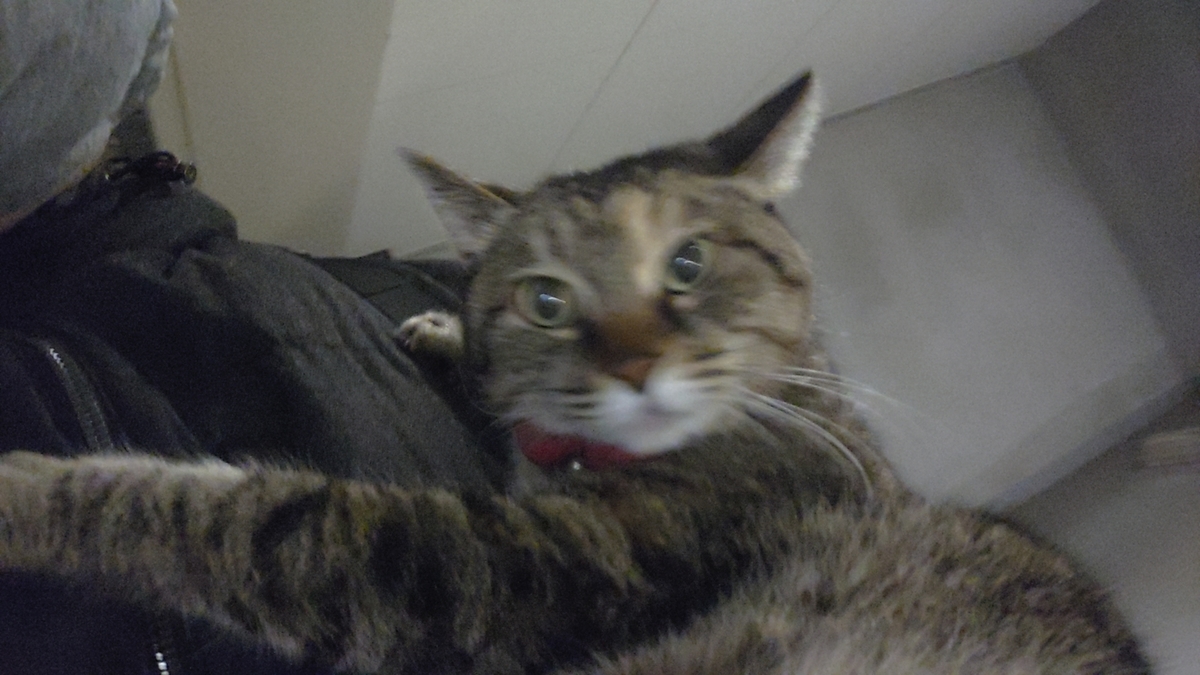 f:id:mikyo-ya:20201223110007j:plain