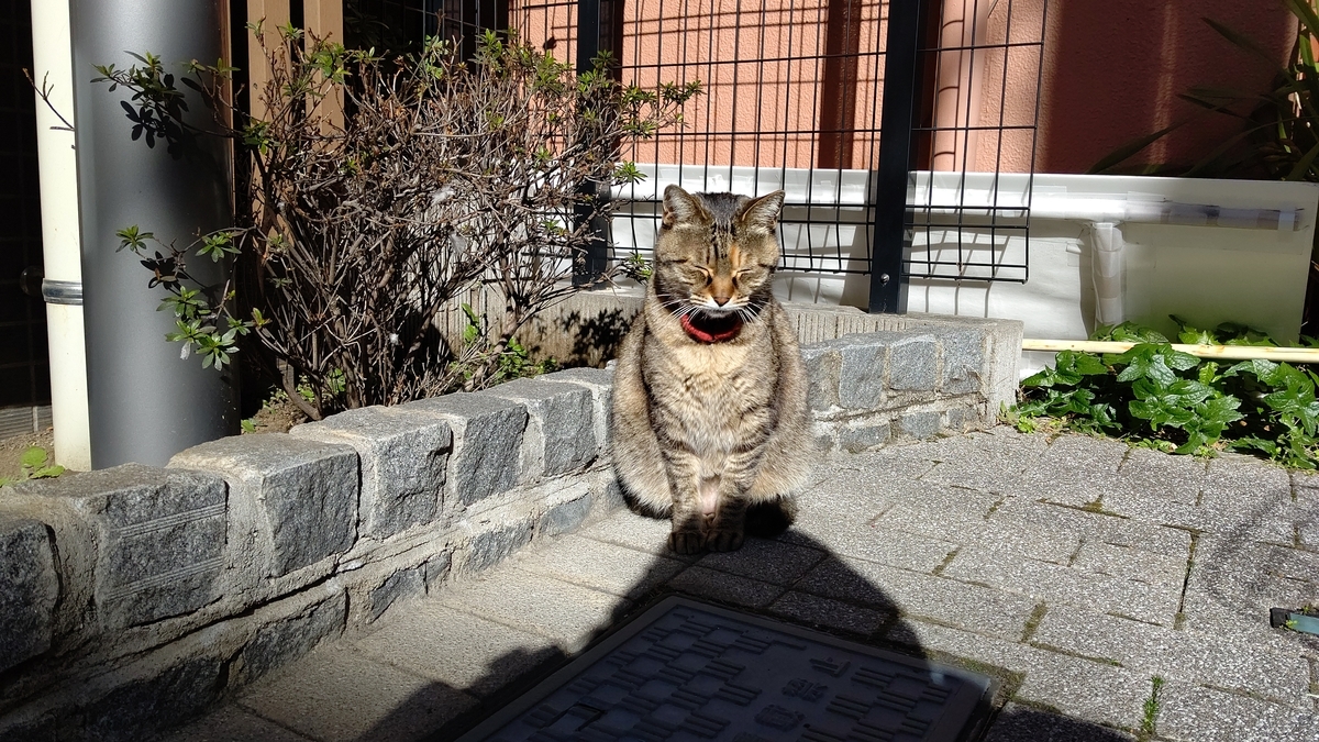 f:id:mikyo-ya:20210204110950j:plain