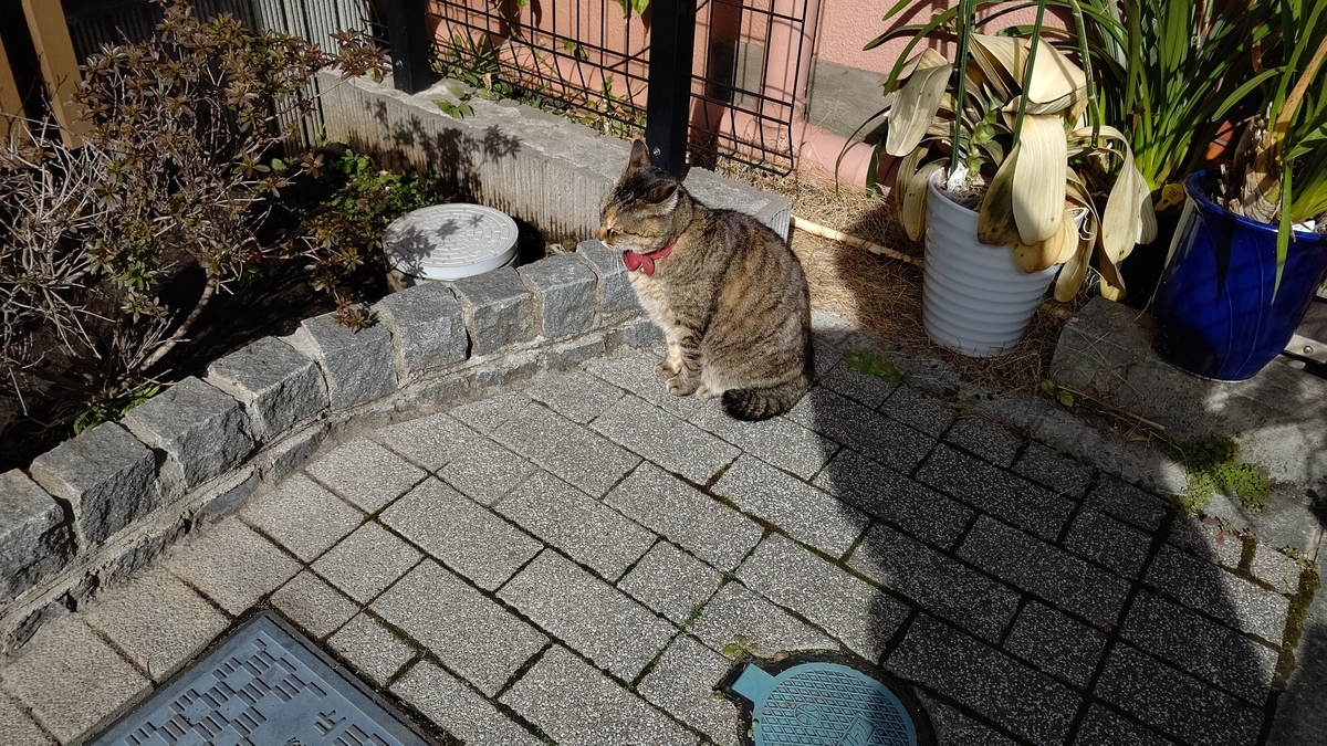 f:id:mikyo-ya:20210219110330j:plain