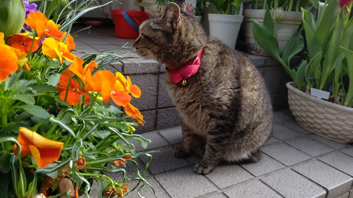 f:id:mikyo-ya:20210401110858j:plain