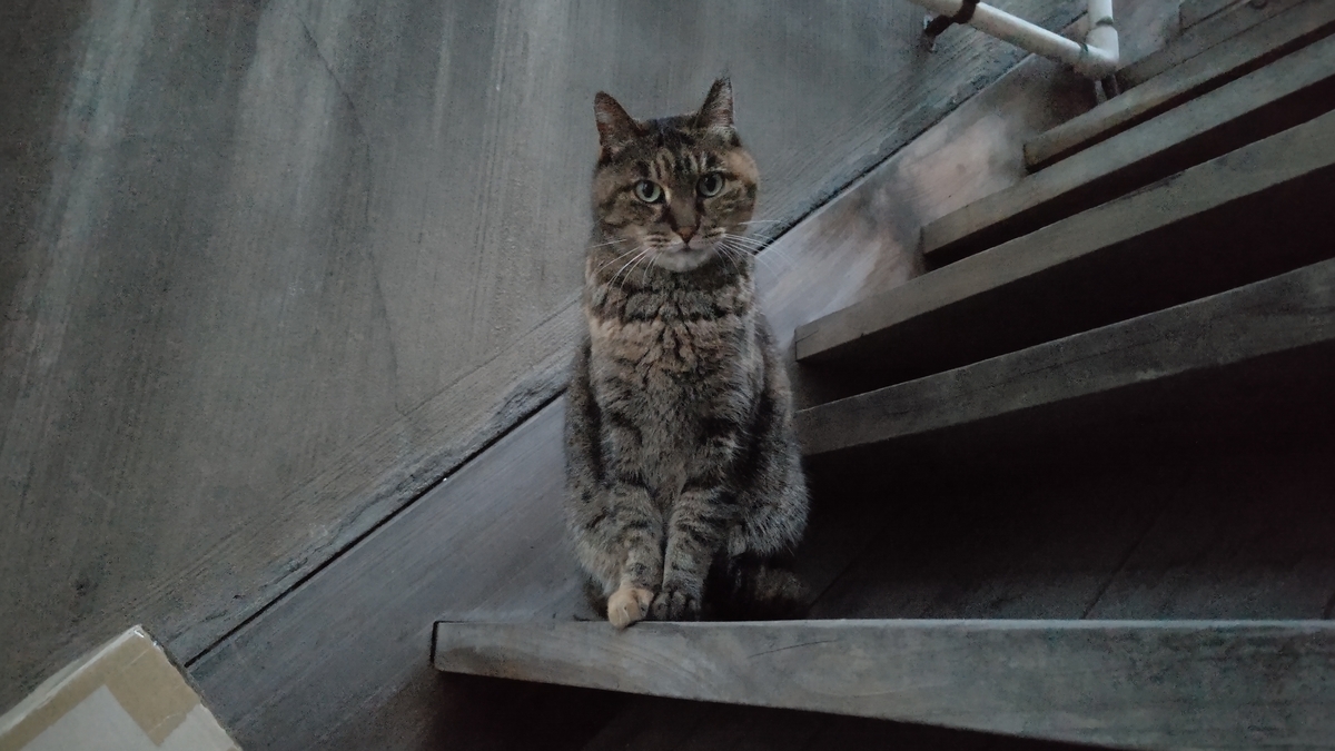 f:id:mikyo-ya:20210413105552j:plain