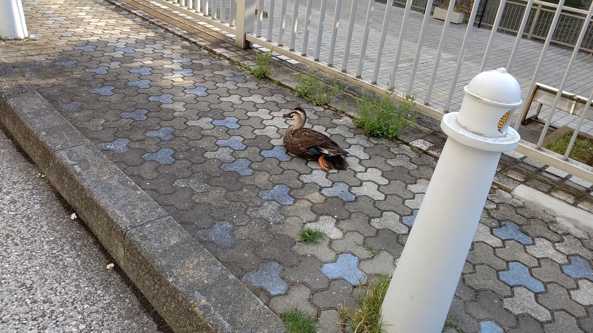 f:id:mikyo-ya:20210426110921j:plain