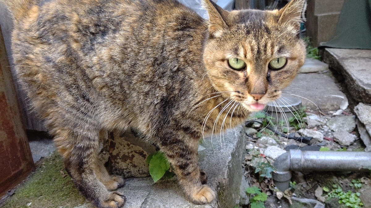 f:id:mikyo-ya:20210427111108j:plain