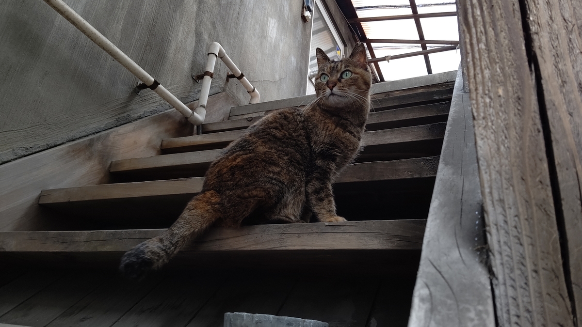 f:id:mikyo-ya:20210513110853j:plain