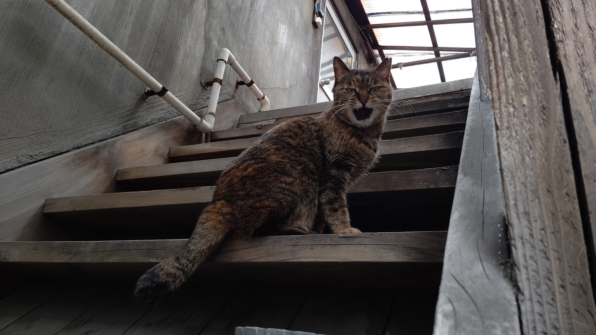 f:id:mikyo-ya:20210513110907j:plain