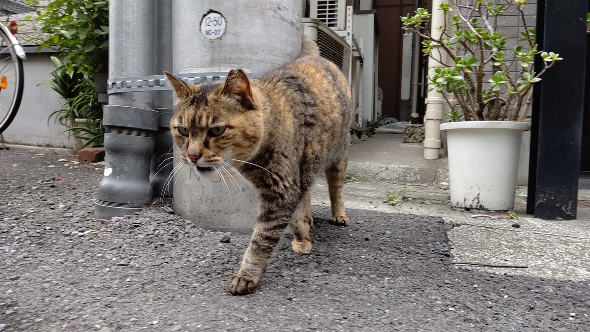 f:id:mikyo-ya:20210519105839j:plain