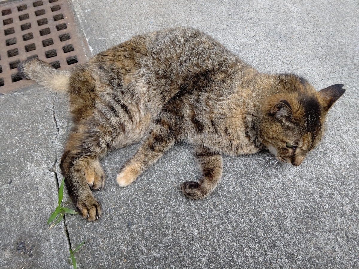 f:id:mikyo-ya:20210524110654j:plain