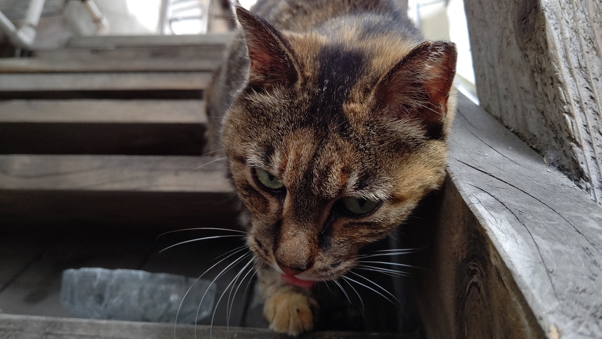 f:id:mikyo-ya:20210531110030j:plain