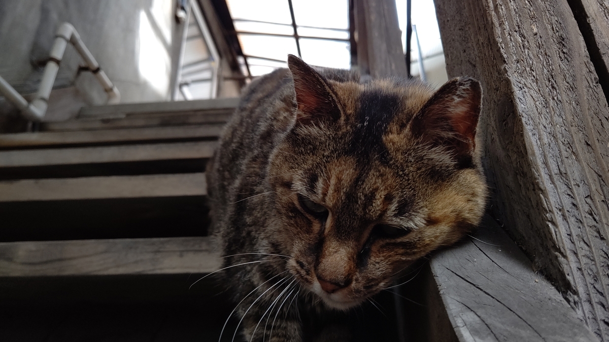 f:id:mikyo-ya:20210531110201j:plain