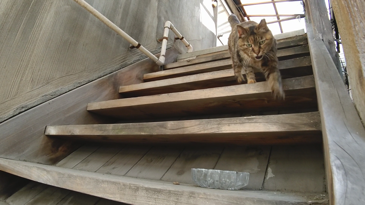f:id:mikyo-ya:20210604104632p:plain
