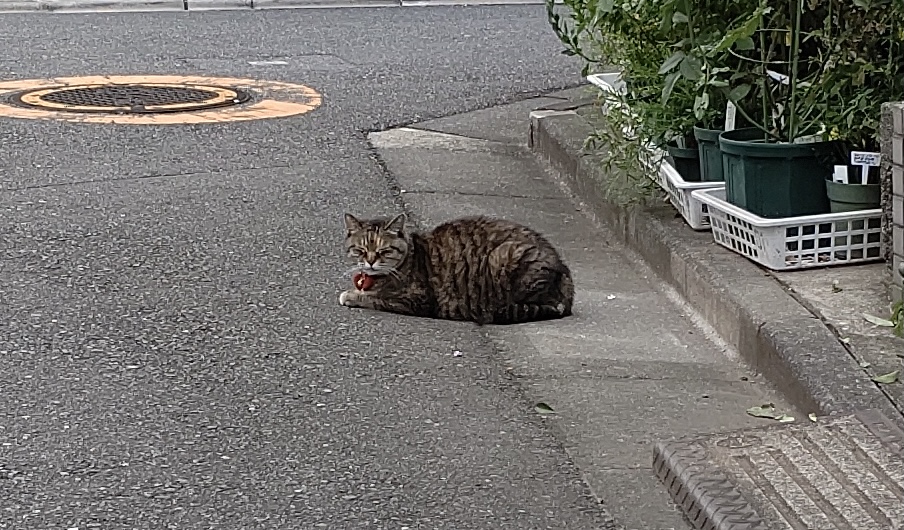 f:id:mikyo-ya:20210625080718j:plain