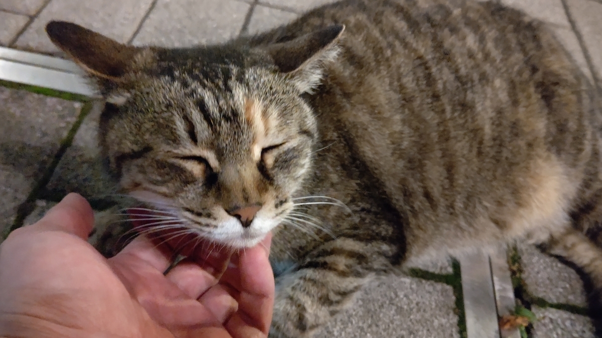 f:id:mikyo-ya:20210715081458j:plain