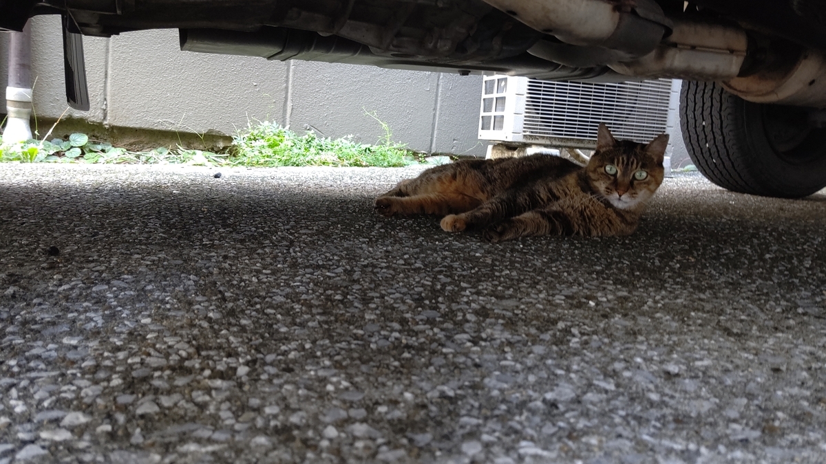 f:id:mikyo-ya:20210720084758j:plain