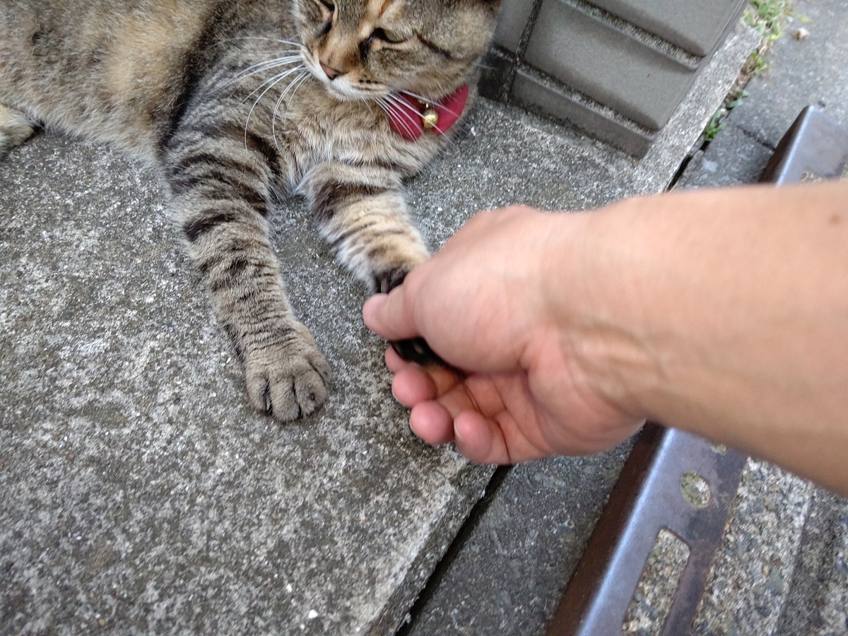 f:id:mikyo-ya:20210727081327j:plain